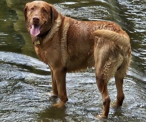 Father of the Labrador Retriever puppies born on 07/01/2025