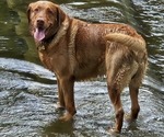 Small Photo #1 Labrador Retriever Puppy For Sale in BUFFALO, NY, USA