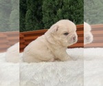 Small #8 French Bulldog
