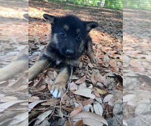 German Shepherd Dog Puppy for sale in LEESBURG, GA, USA