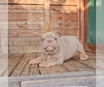 Small #4 English Bulldog