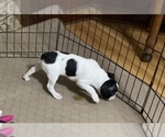 Small Photo #10 Boston Terrier Puppy For Sale in GLOUCESTER, VA, USA