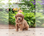 Puppy 9 Goldendoodle