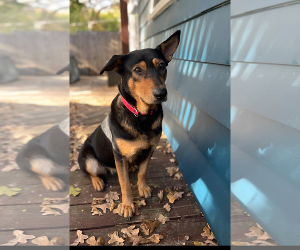 Medium Photo #3 Mutt Puppy For Sale in Fort Worth, TX, USA