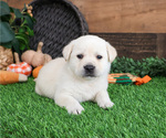 Small #1 Labrador Retriever