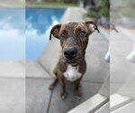 *DENNIS - Male Mutt Dog for Adoption - Small photo