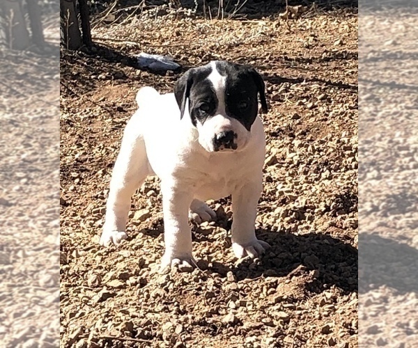 Medium Photo #10 German Shorthaired Pointer Puppy For Sale in FLORISSANT, CO, USA