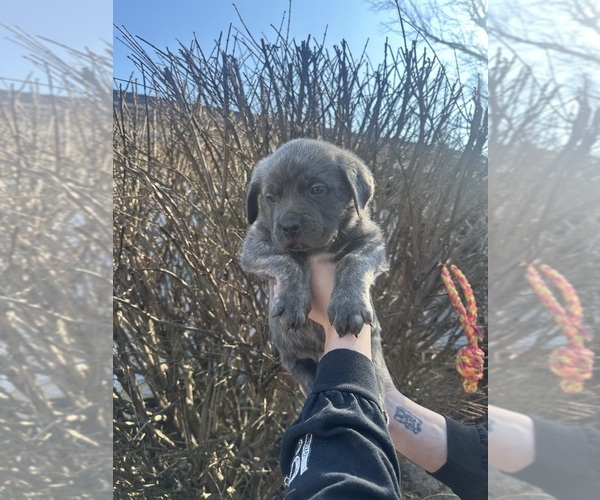 Medium Photo #1 Cane Corso Puppy For Sale in PALOS HEIGHTS, IL, USA