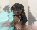 Puppy Cocoa Bernedoodle mix (+ Poodle Standard)