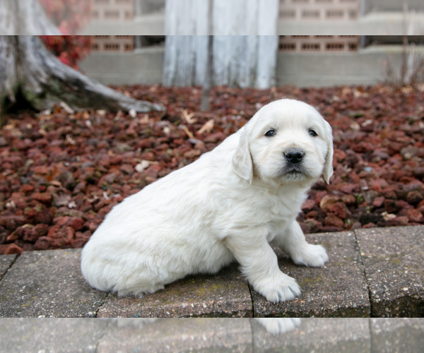 Medium Photo #2 English Cream Golden Retriever Puppy For Sale in ORRVILLE, OH, USA