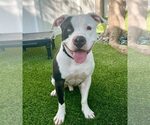 Small #21 American Bulldog