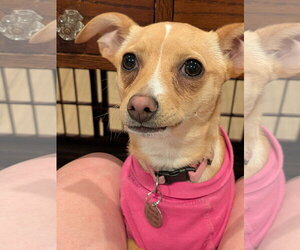 Chihuahua-Unknown Mix Dogs for adoption in Aurora, CO, USA