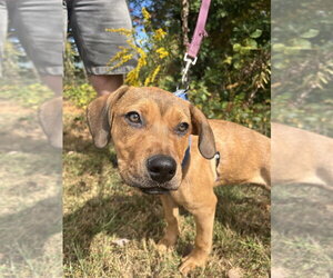 La Folie - Female Mutt Dog for Adoption - Photo #3