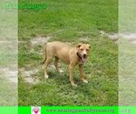 Small Photo #14 Labrador Retriever-Unknown Mix Puppy For Sale in Pensacola, FL, USA