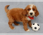 Small #1 Goldendoodle