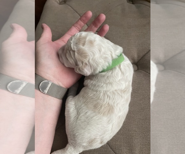 Medium Photo #1 F2 Aussiedoodle-Goldendoodle Mix Puppy For Sale in JESUP, GA, USA