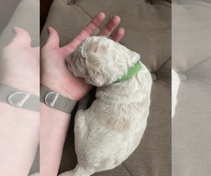 Medium F2 Aussiedoodle-Goldendoodle Mix