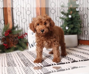 Goldendoodle Puppy for sale in NAPLES, FL, USA