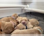 Small #14 Golden Retriever