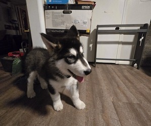 Alaskan Malamute Puppy for sale in CAMDENTON, MO, USA