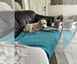 Small #2 American Pit Bull Terrier Mix