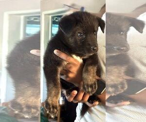 German Shepherd Dog-Unknown Mix Dogs for adoption in Holly Hill, SC, USA