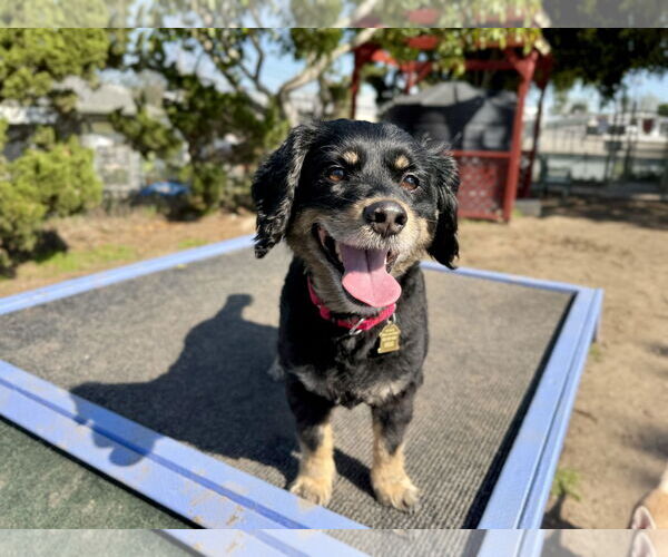Medium Photo #2 Cocker Spaniel-Dachshund Mix Puppy For Sale in Seal Beach, CA, USA