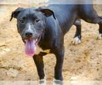 Small Labrador Retriever Mix