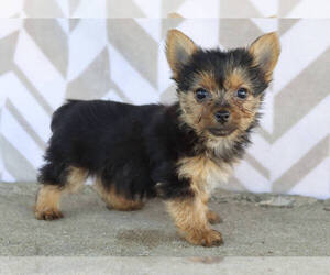 Yorkshire Terrier Dogs for adoption in CANTON, OH, USA