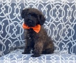 Small Photo #4 Poodle (Miniature)-Shorkie Tzu Mix Puppy For Sale in LAKELAND, FL, USA