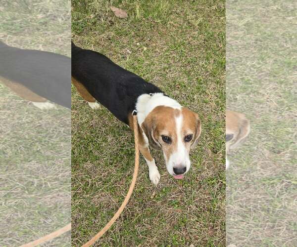 Medium Photo #1 Beagle Puppy For Sale in Rustburg, VA, USA