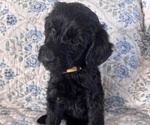 Small Photo #21 Schnoodle (Giant) Puppy For Sale in ANDERSON, CA, USA