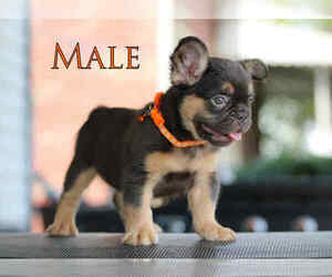 French Bulldog Puppy for sale in AKRON, OH, USA