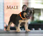 Small French Bulldog