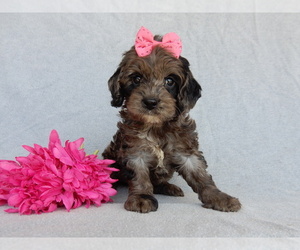 Cockapoo Puppy for sale in MILLERSBURG, OH, USA