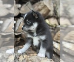 Small #4 Alaskan Klee Kai-Pomsky Mix