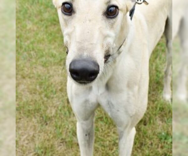 Medium Photo #1 Greyhound Puppy For Sale in Grandville, MI, USA