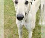 Small Greyhound