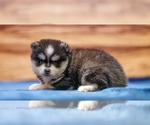 Small #1 Pomsky