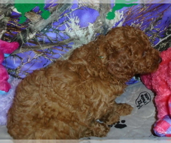 Medium Photo #2 Poodle (Miniature) Puppy For Sale in CLATSKANIE, OR, USA