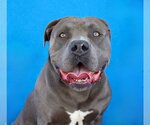 PRESSURE - Male Mutt Dog for Adoption - Small photo