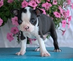 Small Photo #29 Boston Terrier Puppy For Sale in GOSHEN, IN, USA