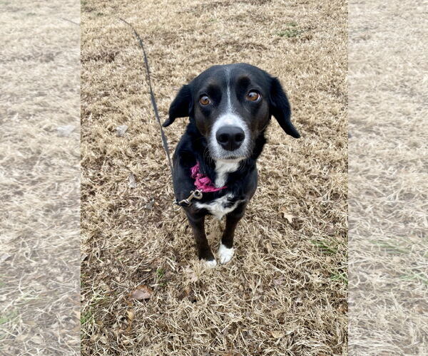 Medium Photo #4 Beagle-Border Collie Mix Puppy For Sale in Hillsboro, MO, USA