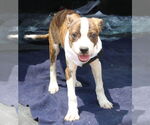 Small #1 Boston Terrier Mix