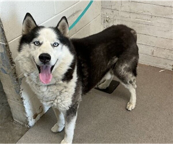 Medium Photo #1 Siberian Husky Puppy For Sale in San Bernardino, CA, USA