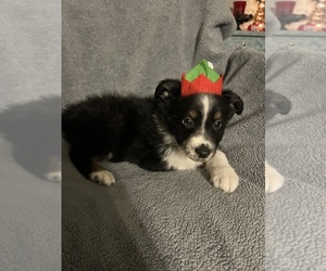 Miniature Australian Shepherd Puppy for sale in CITRUS SPRINGS, FL, USA