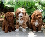 Small Photo #4 Poodle (Miniature) Puppy For Sale in MYERSTOWN, PA, USA