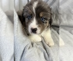 Small Photo #2 Miniature Australian Shepherd Puppy For Sale in WOODLAKE, CA, USA