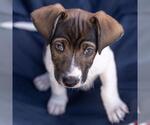 Small #9 Jack Russell Terrier Mix
