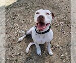 Small #1 Mutt